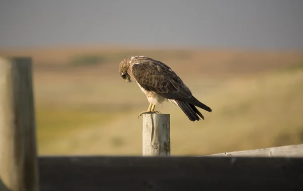 Swainson Hawk en el puesto —  Fotos de Stock