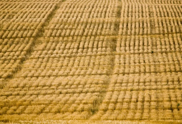 Campo combinado — Foto de Stock