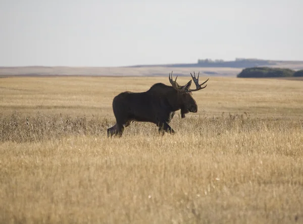 Prairie Moose – stockfoto