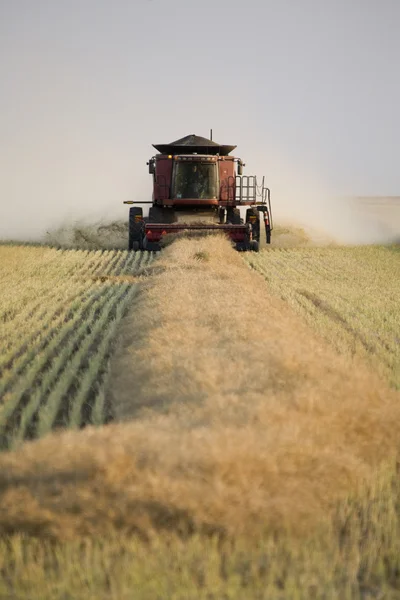 Combing Wheat — Stock Photo, Image