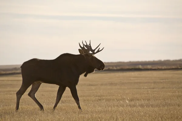 Prairie Moose — Stock Photo, Image