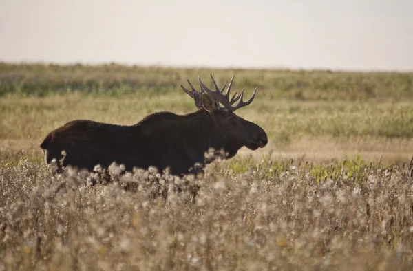 Prairie Moose — Stockfoto
