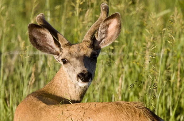 Close Up Deer — Stock Photo, Image