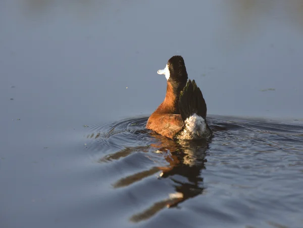 Ruddy Duck — Stockfoto