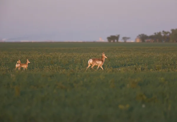 Pronghorn antylopa — Zdjęcie stockowe