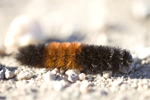 Woolly Bear Caterpillar — Stock Photo, Image