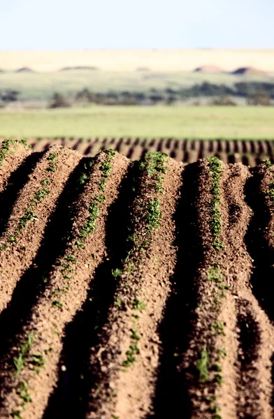 Seed rows — Stock Photo, Image