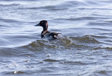 Ring - boyunlu duck