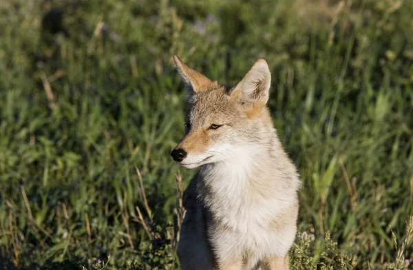 Coyote Saskatchewan — Stock Photo, Image