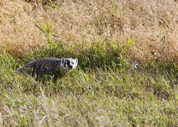 アナグマ若いサスカチュワン — ストック写真