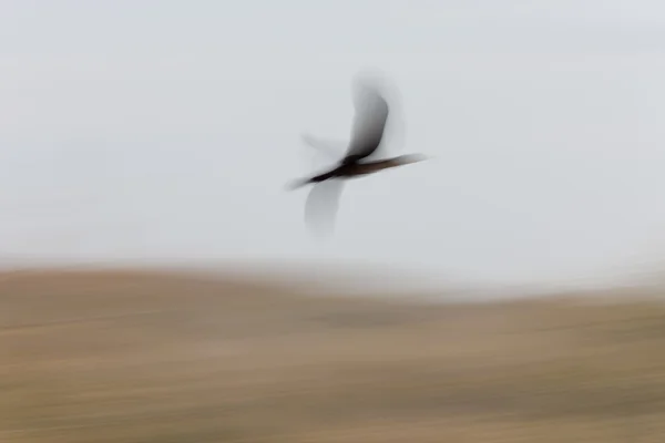 Cormorant in flight — Stock Photo, Image