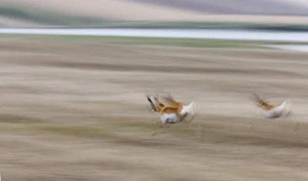 Antílope Berrendo corriendo — Foto de Stock