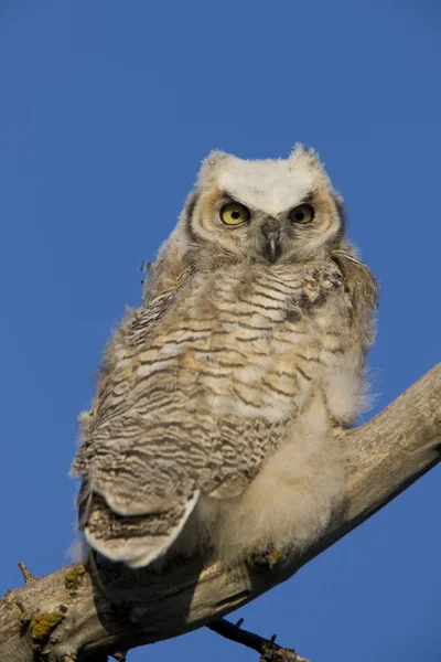 Great Horned Owl — Stockfoto