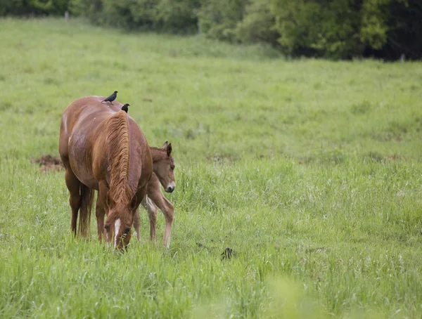 Paarden in grasland — Stockfoto