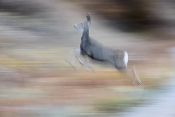 鹿在奔跑 — 图库照片