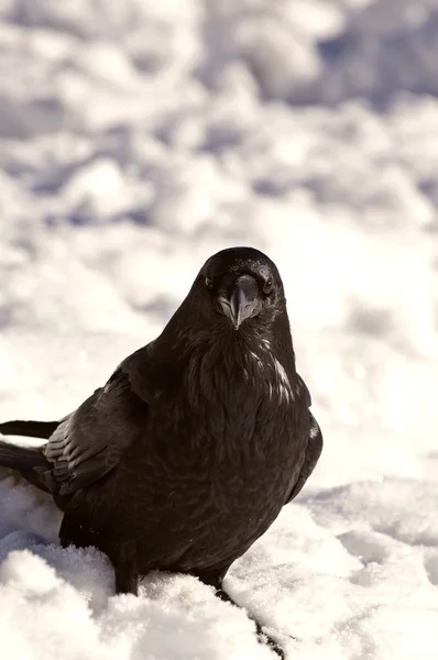 Ворон ворон в снегу — стоковое фото
