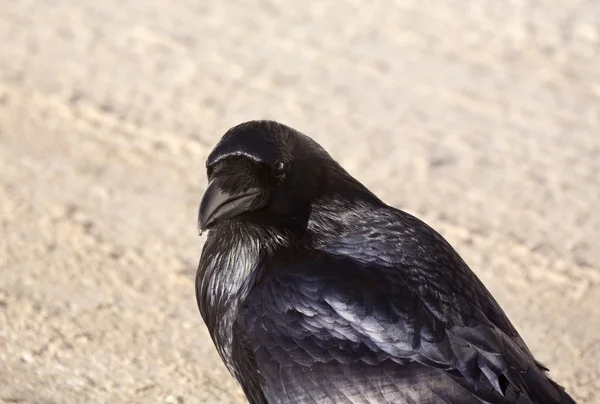 Raven Crow in snow — Stock Photo, Image