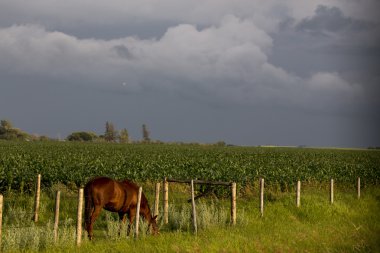 Prairie fırtına bulutları