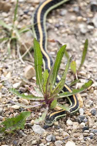 Close up Garter Snake — Stock Photo, Image