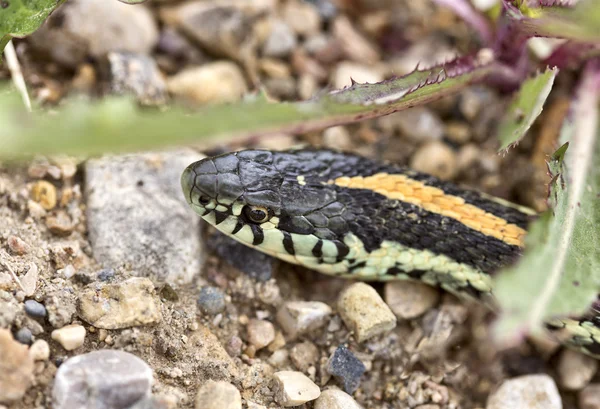Garter yılanı kapatın — Stok fotoğraf