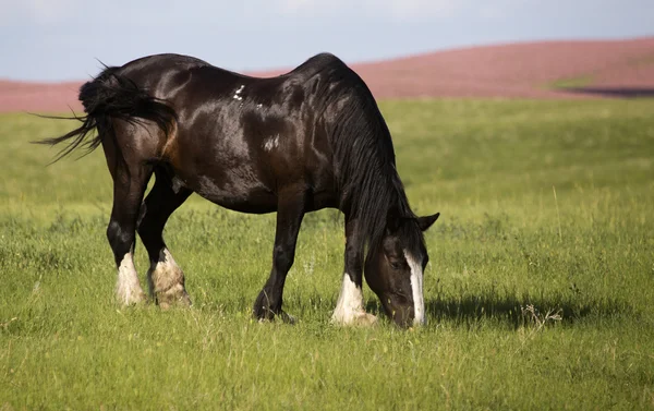 Caballo en el pasto —  Fotos de Stock