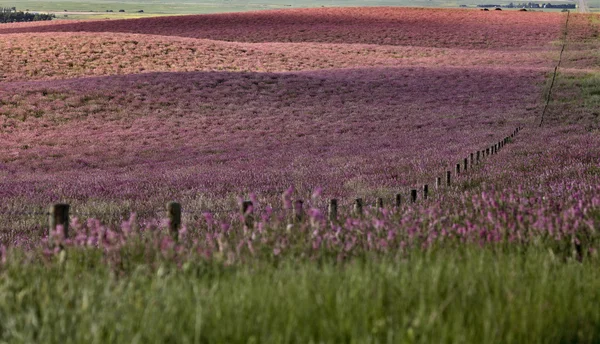 Flor rosa alfalfa —  Fotos de Stock