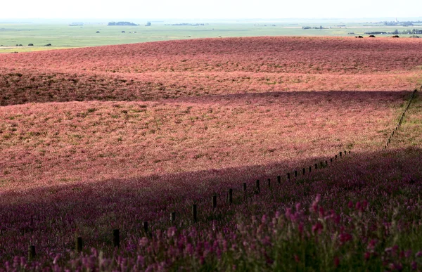 Pink flower alfalfa — Stockfoto