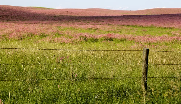 Flor rosa alfalfa — Foto de Stock