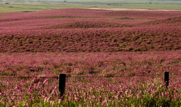 Flor rosa alfalfa —  Fotos de Stock