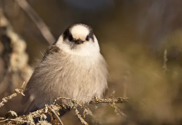 Baby Gray Jay — Stock Photo, Image