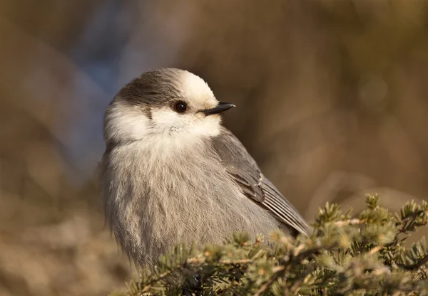 Baby Gray Jay — Stock Photo, Image