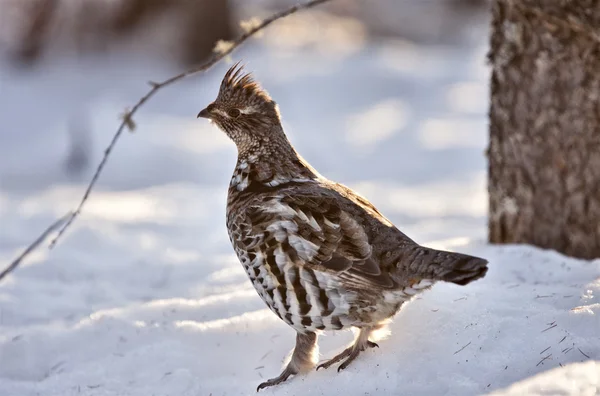 Spruce Grouse in Winter — Stock Photo, Image