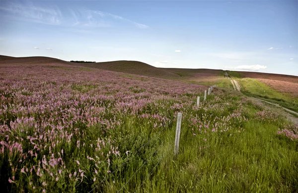 Pink flower alfalfa — Stock Photo, Image