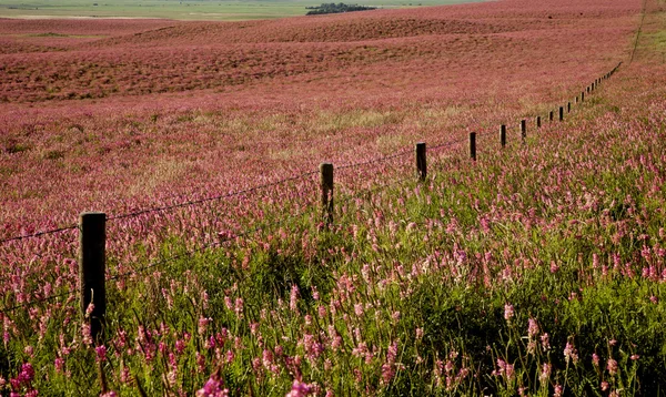 Pink flower alfalfa — Stock Photo, Image