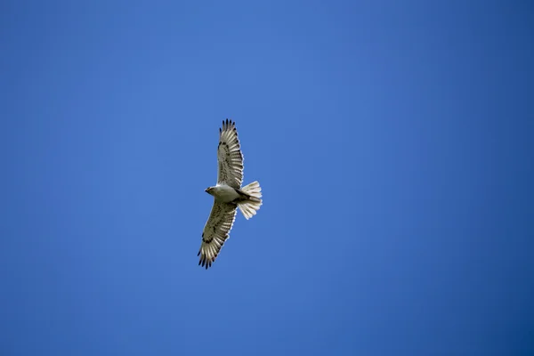 Swainson Hawk in volo — Foto Stock