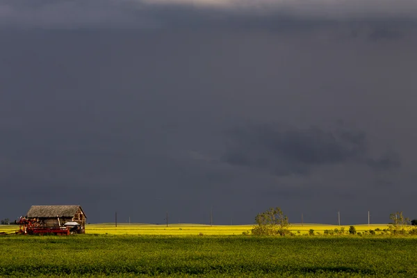 Prairie vi — 스톡 사진