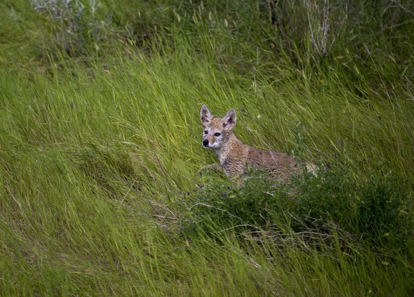 Baby Coyote Cub — Stockfoto