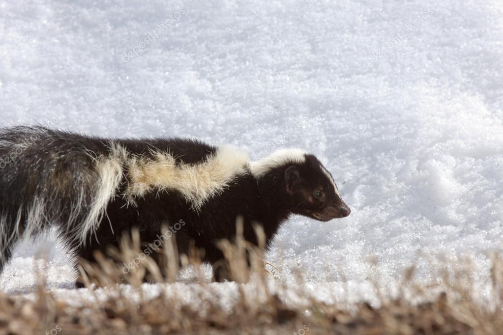 Striped skunk in winter