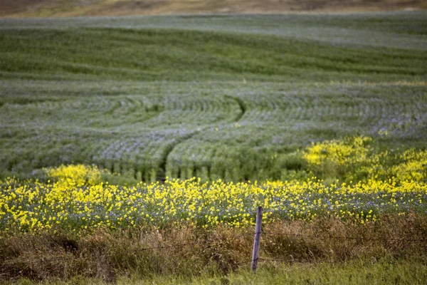 Linho e canola — Fotografia de Stock