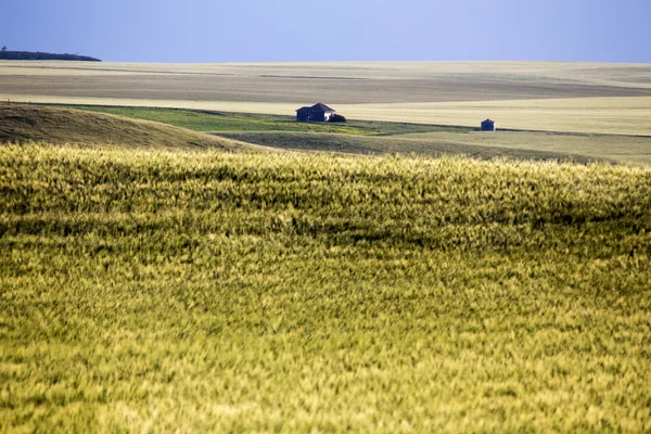 Заброшенная ферма Саскачеван — стоковое фото
