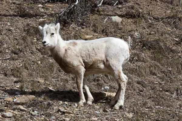 Роки-горные овцы — стоковое фото