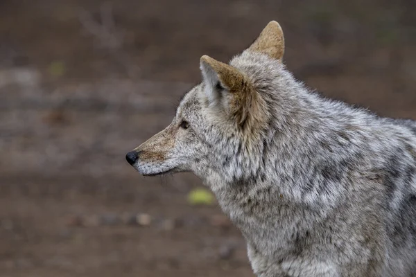 Lobo de madera silvestre —  Fotos de Stock