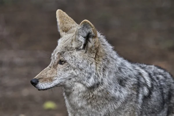 野生の材木オオカミ — ストック写真