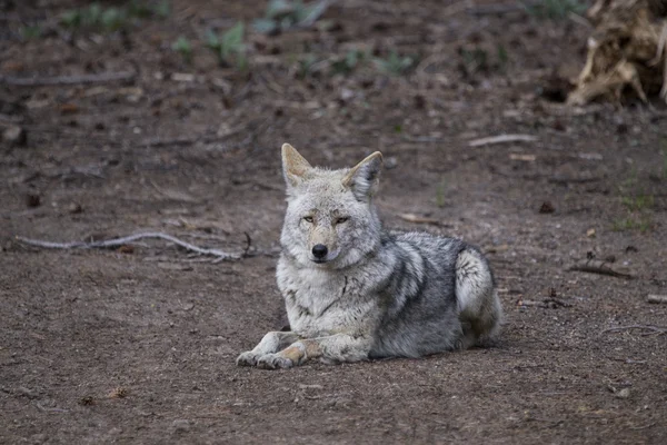 Wild Timber wolf — Stock Photo, Image