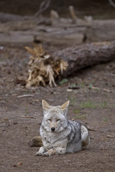 木材的野狼 — 图库照片