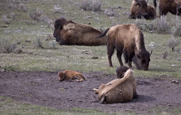 Het Nationaalpark Yellowstone — Stockfoto