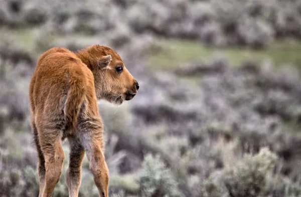 Yellowstone-Nationalpark — Stockfoto