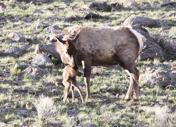 Park Narodowy Yellowstone — Zdjęcie stockowe