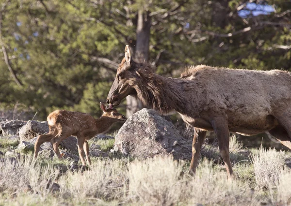 Yellowstonský národní park — Stock fotografie