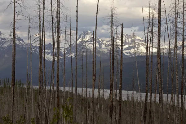 Yellowstone National Park — Stock Photo, Image